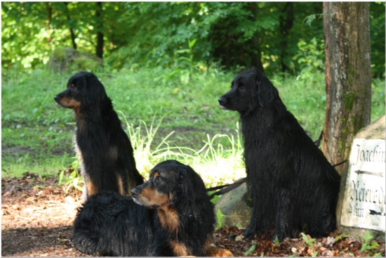 Pfingsten Trio