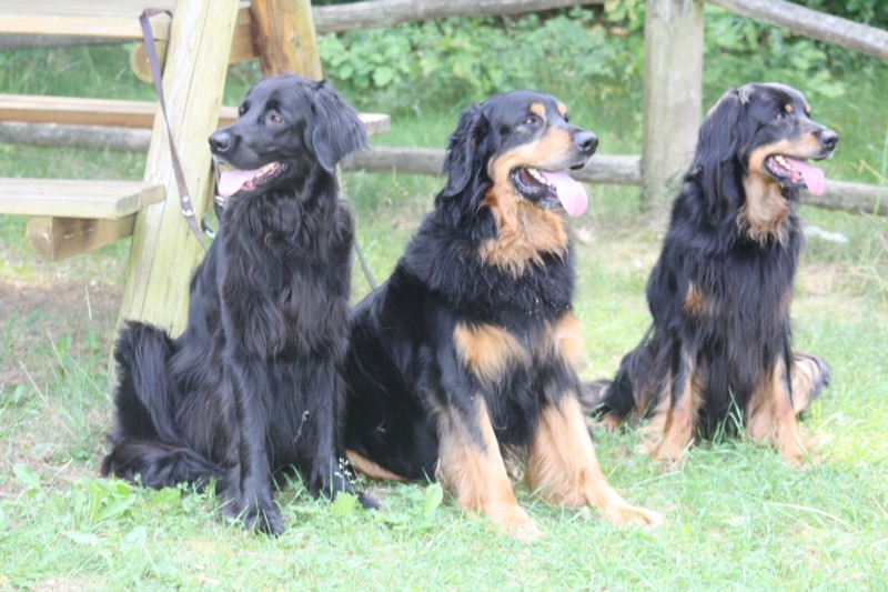 Trio